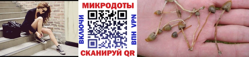 Псилоцибиновые грибы Psilocybe как найти закладки Лахденпохья